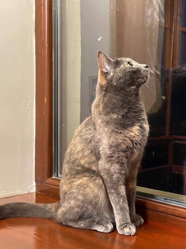 Cat and moth share a quiet moment by a window in Sevastopol