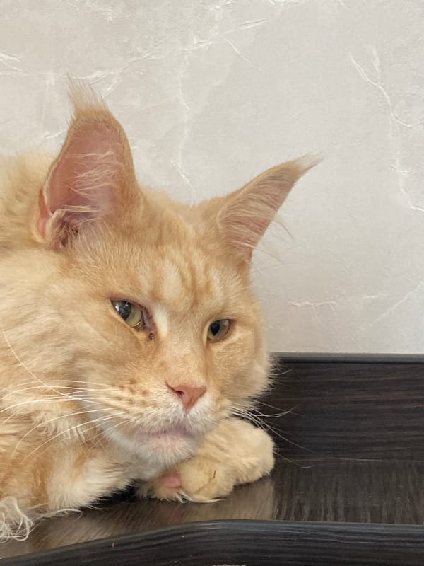 Cats, a chinchilla, and quiet indoor moments