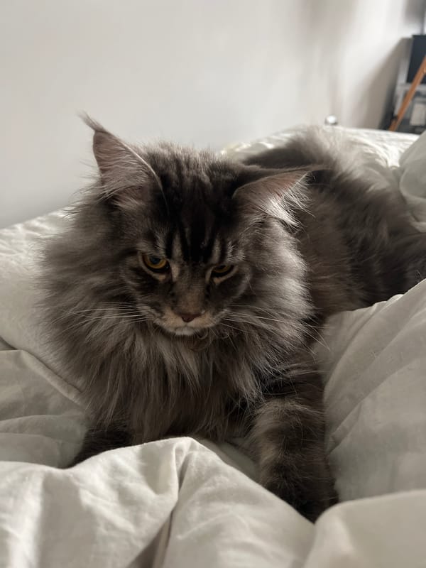 Grey cat plays with sweater on bed in Ternopil