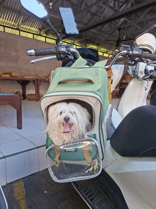 Dog rides in carrier on scooter in Denpasar