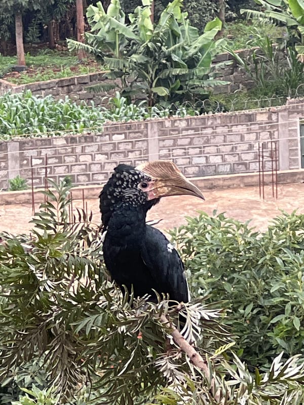 Hornbill spotted in trees during morning hours in Nyeri