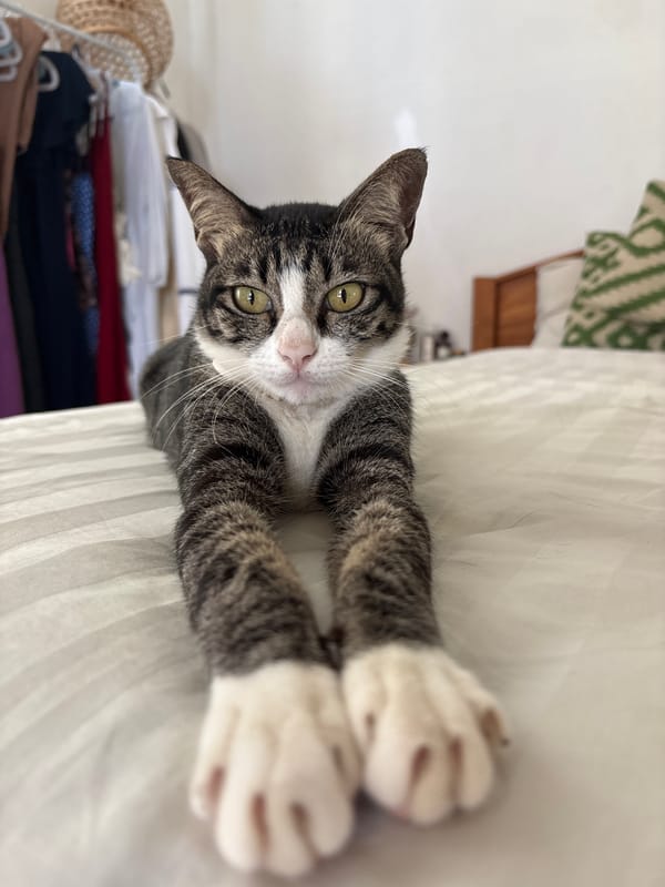 Tabby cat photographed resting indoors in Kuta Selatan, Indonesia