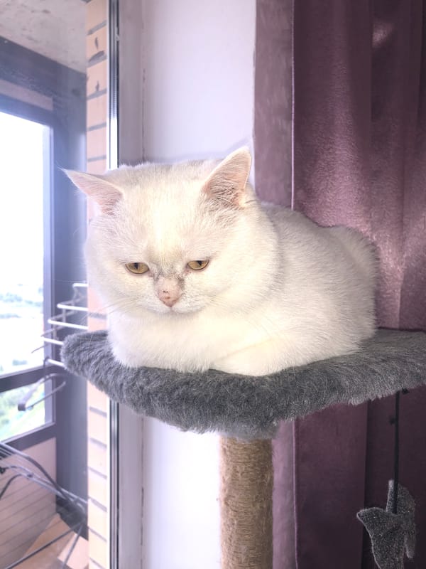 Two cats doing absolutely nothing, documented thoroughly