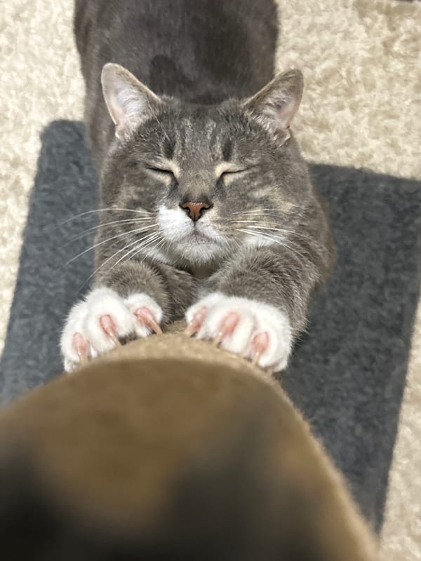 Tabby cat's evening routine captured in 40-minute observation