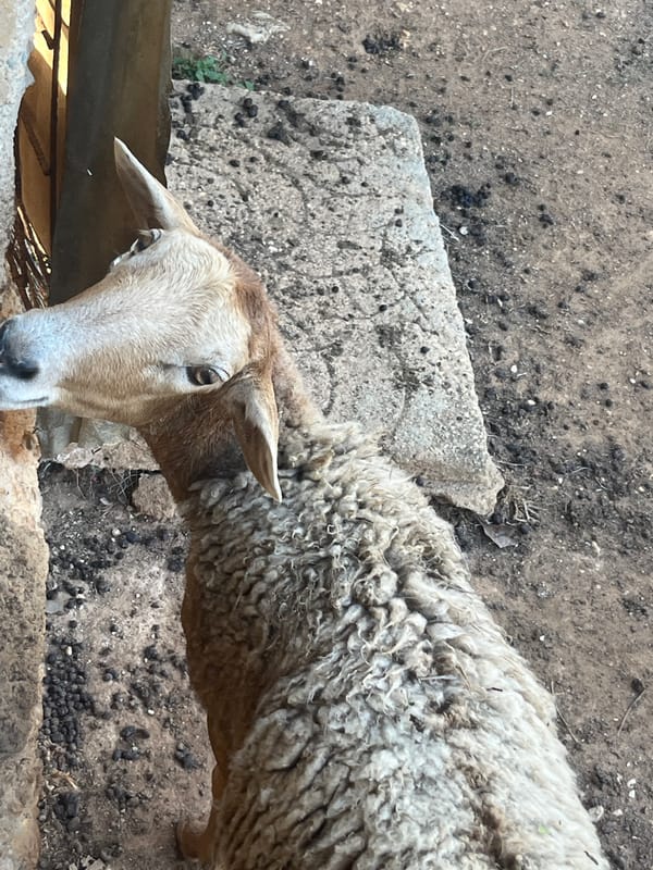 Sheep photographed in Tinaquillo, Venezuela evening hours