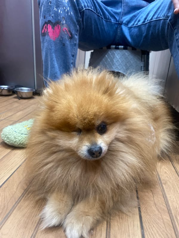 Pomeranian dog rests indoors with owner in Varna