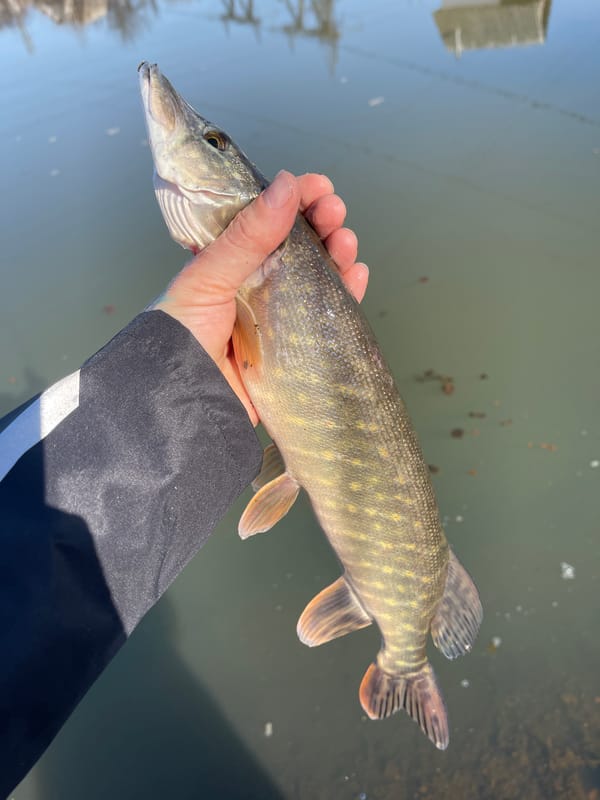 Spring fishing session yields Northern Pike in Chaikovsky, Russia