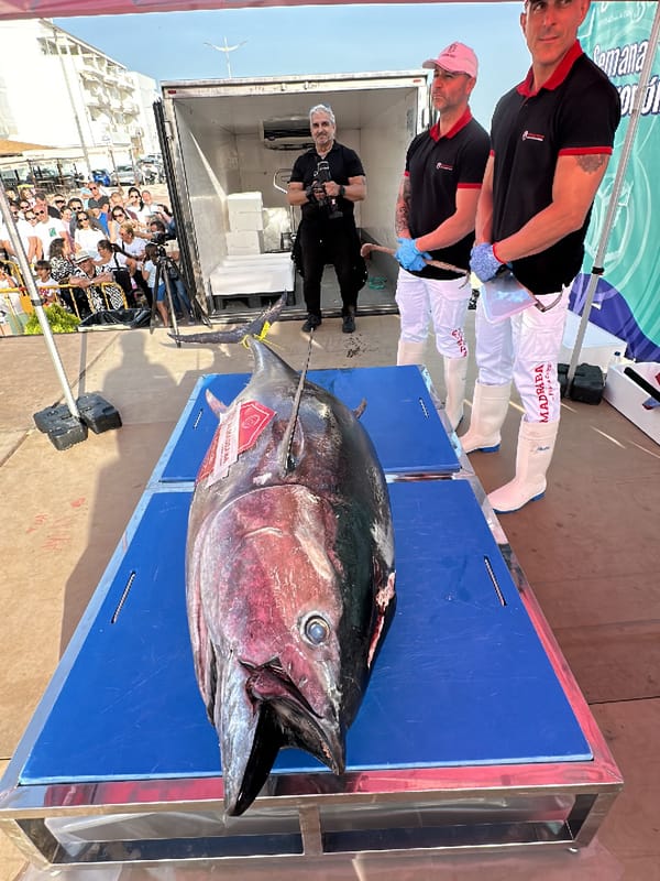 Large bluefin tuna displayed by fishermen in Barbate, Spain