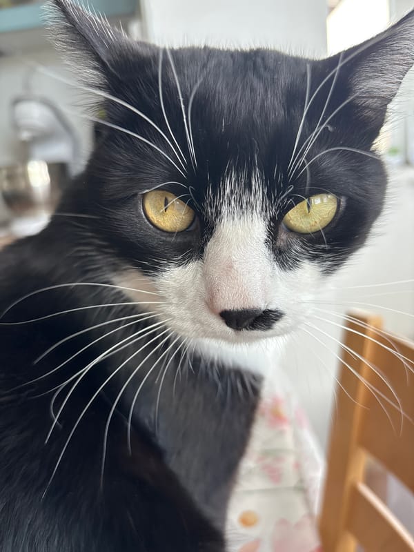 Tuxedo cat photographed resting in Pernik, Bulgaria