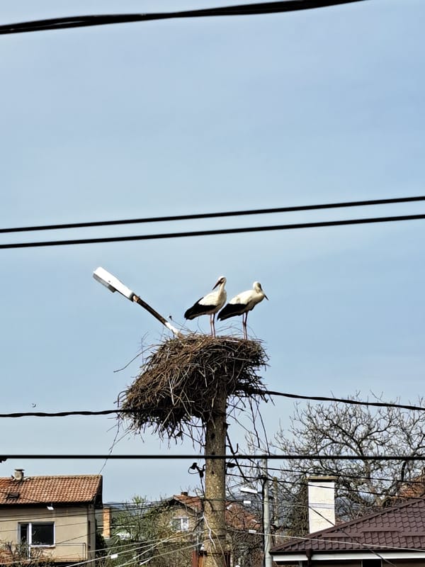 Storks spotted nesting on light pole in Chepintsi, Bulgaria