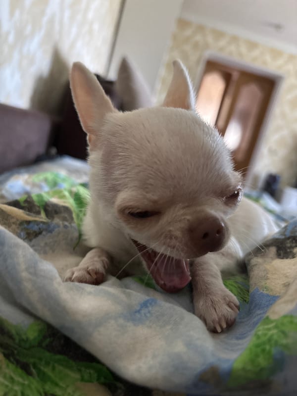 Chihuahua puppy lounges and yawns on a patterned blanket indoors