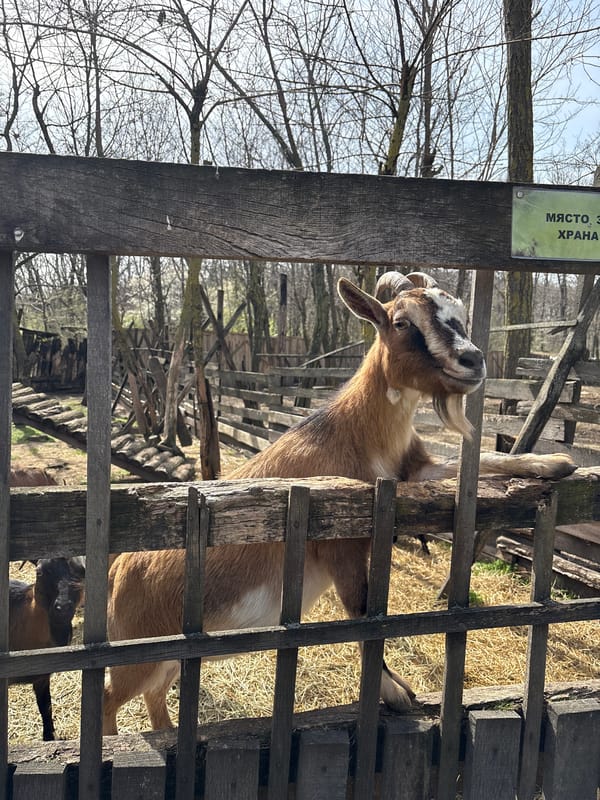 Farm animals spotted at rural Bulgarian location