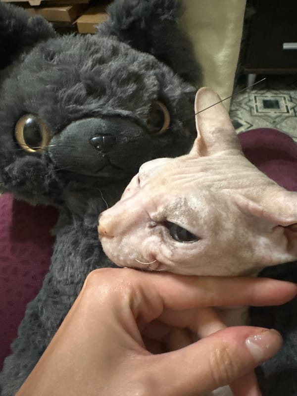 Sphynx cat spends an afternoon cuddling toys and napping at home