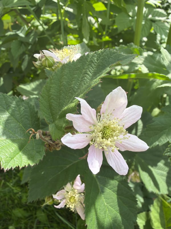Bees, blooms, and ripe cherries in a Kazan garden
