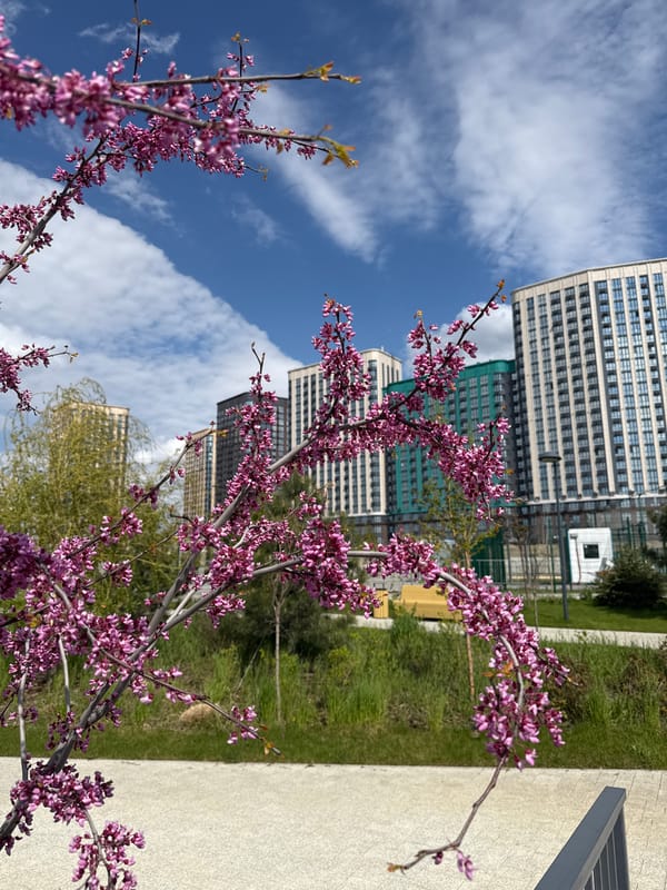 Spring blooms frame apartment buildings in Rostov-on-Don