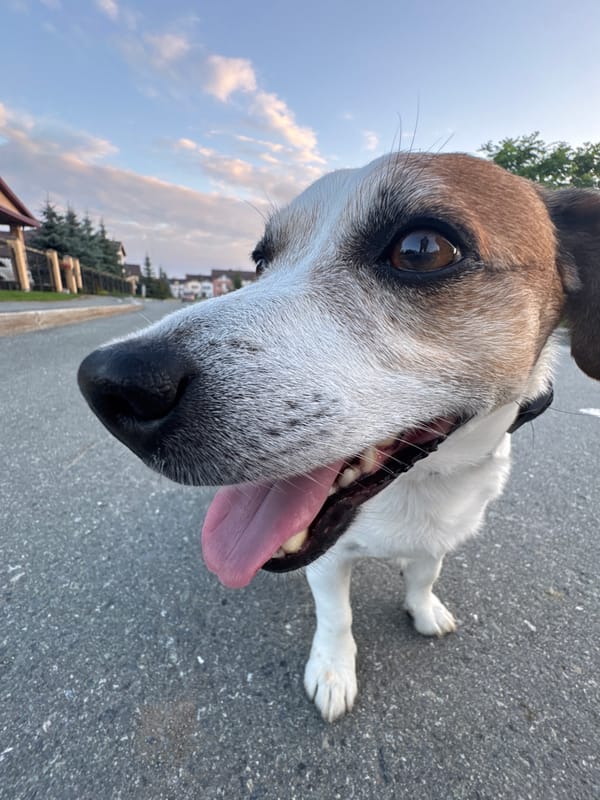 Afternoon walk with a Jack Russell in a Yekaterinburg neighborhood