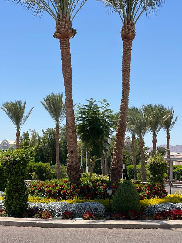 Cruising through a palm-lined Egyptian resort complex