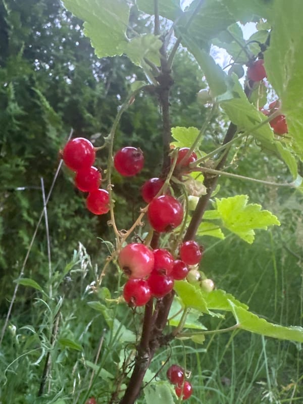 Foraging and flower-spotting through Askim on a summer evening