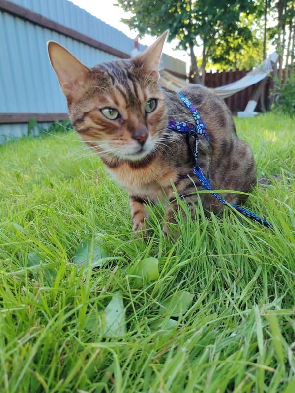 Bengal cat and greenhouse cucumbers in a Syktyvkar backyard