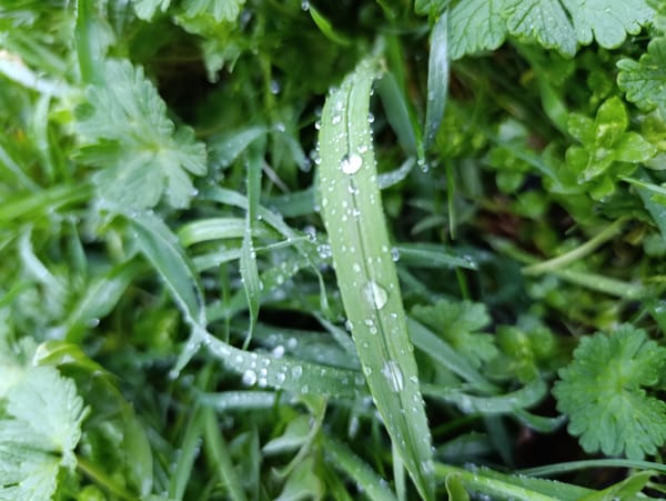 Morning dew captured on vegetation in Haskovo, Bulgaria