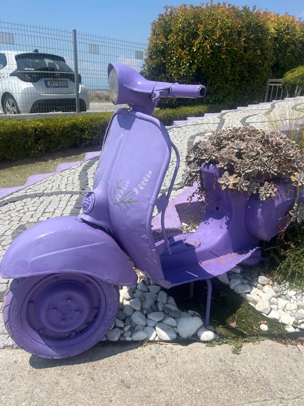 Lavender farm in full bloom, Kardia, Greece