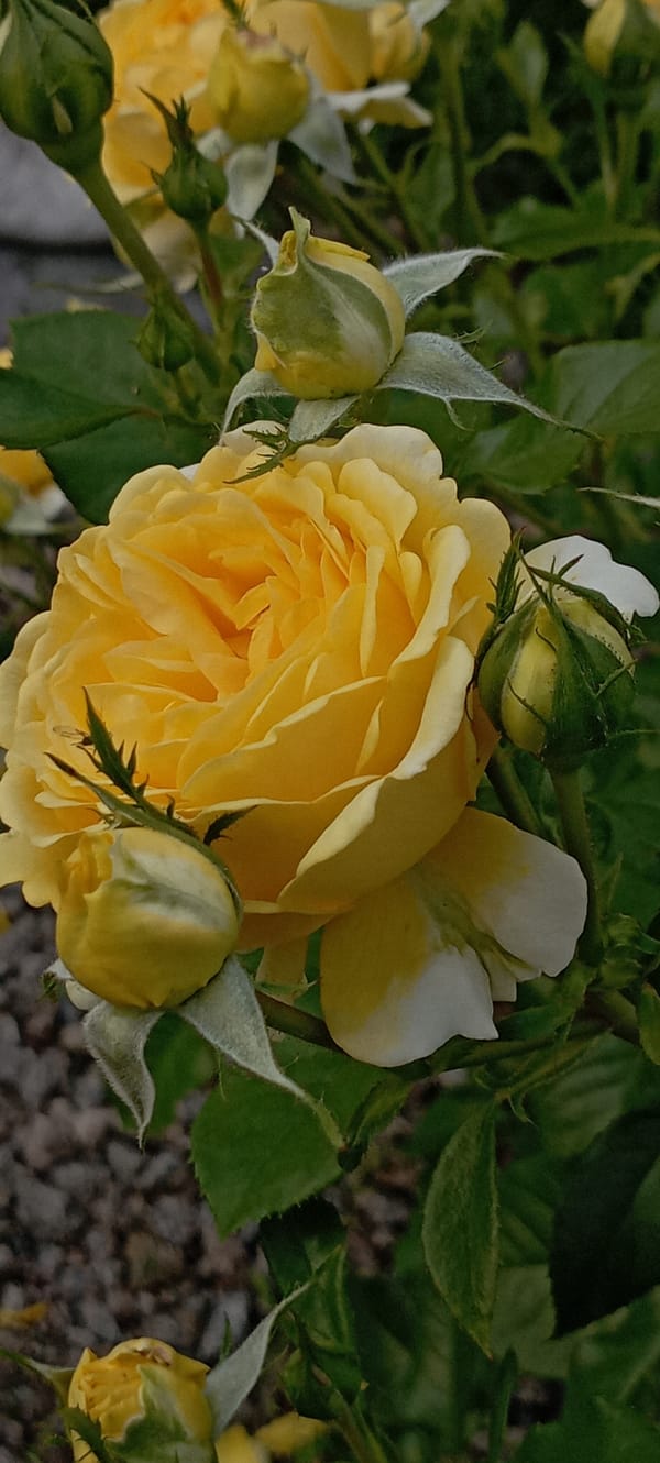 Rose garden documentation in Radisne, Ukraine shows colorful blooms