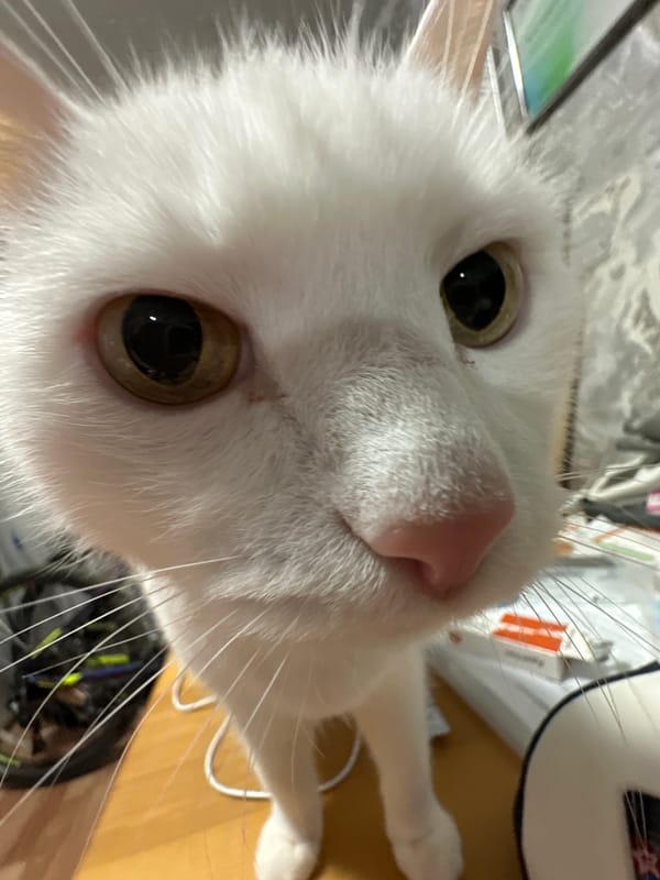 Evening selfies and cat photos captured in Chaikovsky, Russia