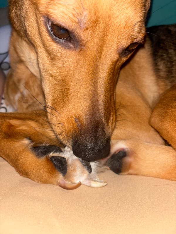 Close-up portraits of a resting dog in Saint Petersburg