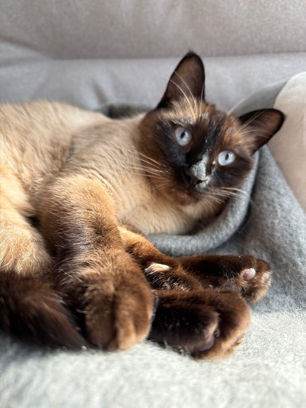 Siamese cat relaxes on wooden floor in Russian sunlight
