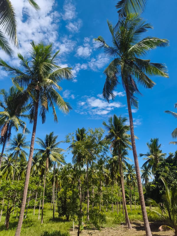 Rural Thailand scenes documented: coconut groves, farm transport, vegetation