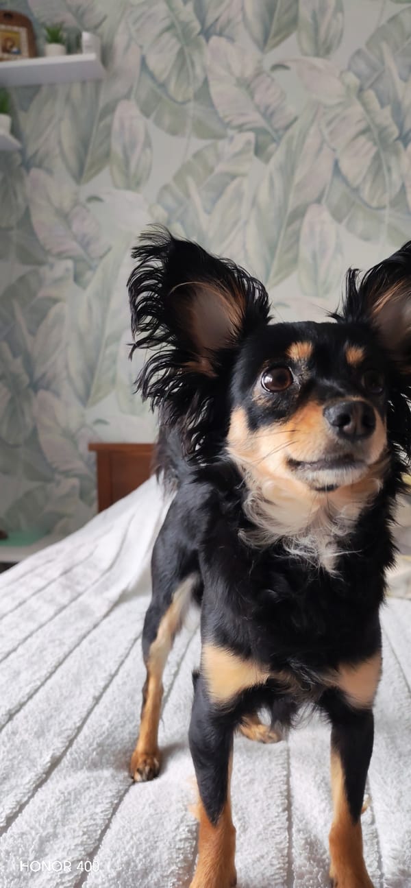 Cats documented in morning routine activities in Russian home