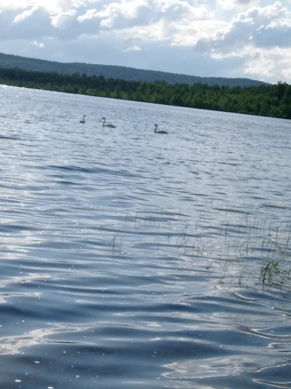 Three swans spotted swimming near Degtyarsk, Russia