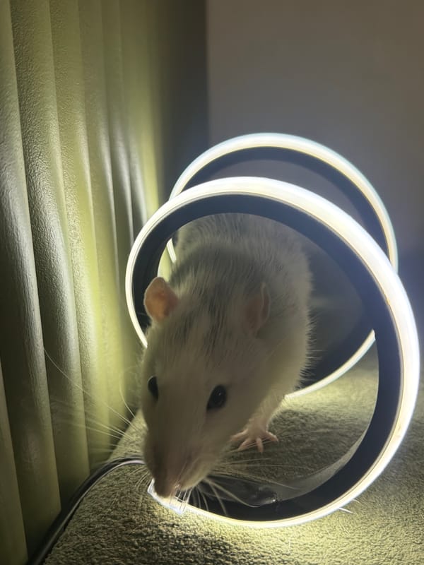 Pet rats and dog documented in domestic Russian homes