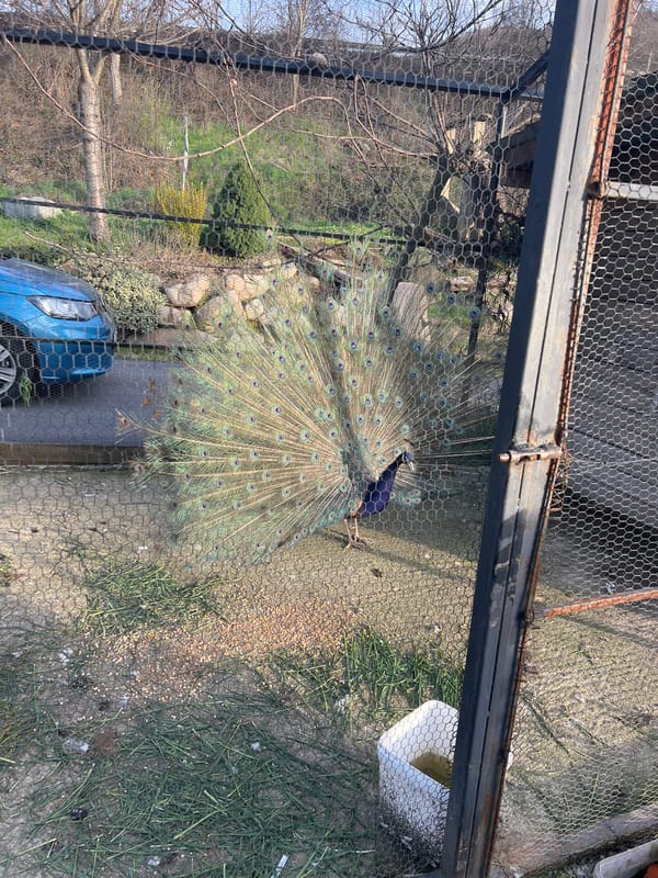 Peacock displays plumage at Botevgrad aviary