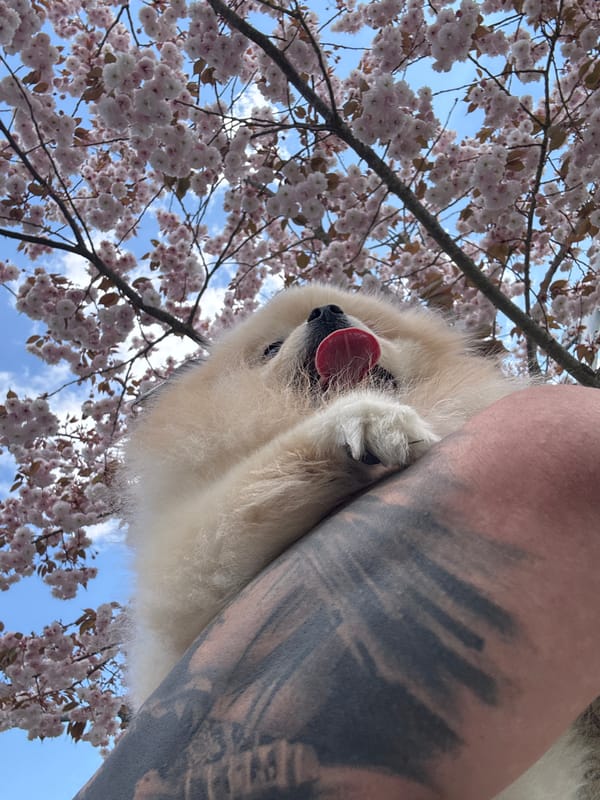 Spring blooms and pets captured in Besigheim, Germany