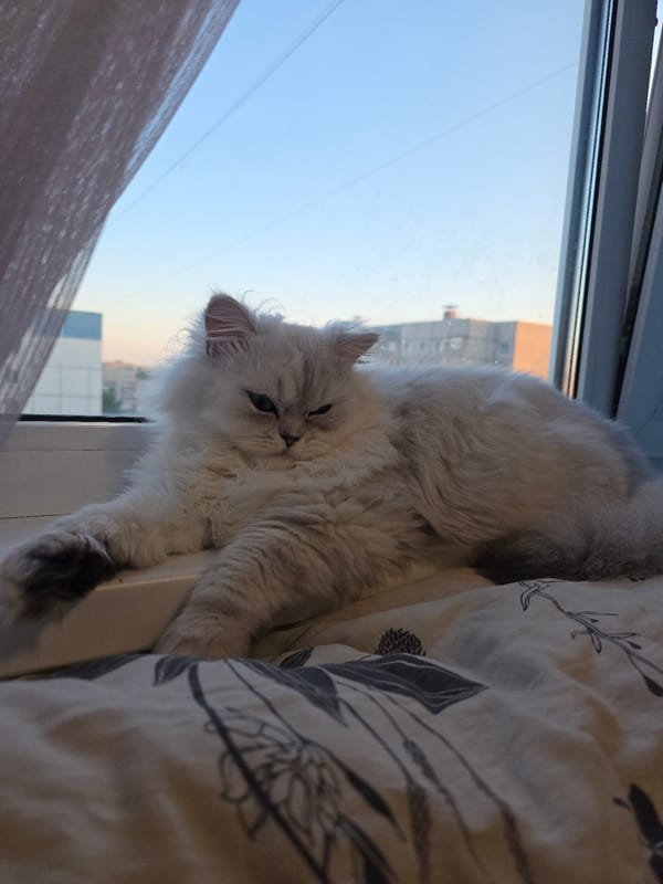 Cats and dogs share a Novocheboksarsk apartment, watching the world outside