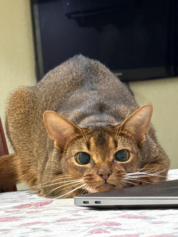 Abyssinian cat chills on a floral tablecloth in Vinnytsia
