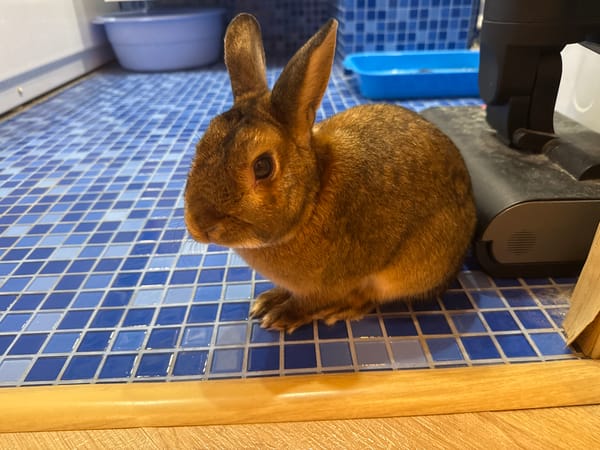 Domestic rabbit and cat observed in Solikamsk home