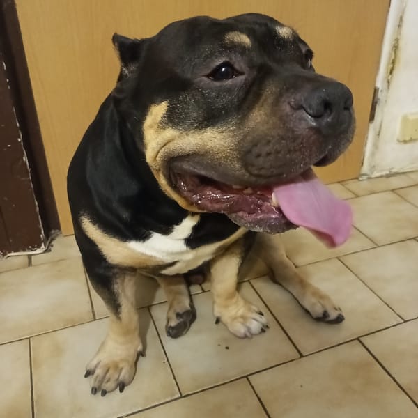 Bully breed dog chilling on a tiled floor in Cheb