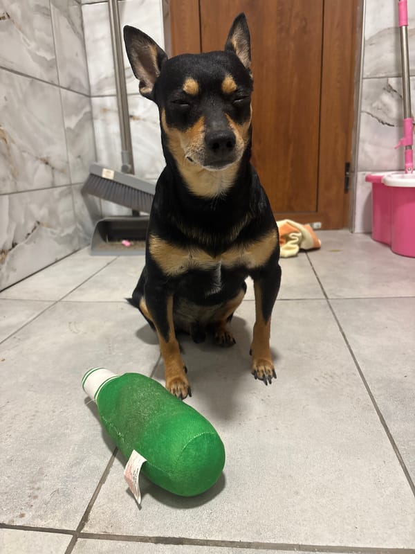 Dog plays at home while Netflix streams in Bulgaria