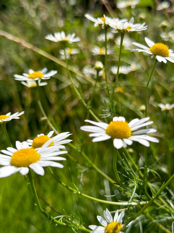 Close-up wildflower field in Kazan on a summer morning