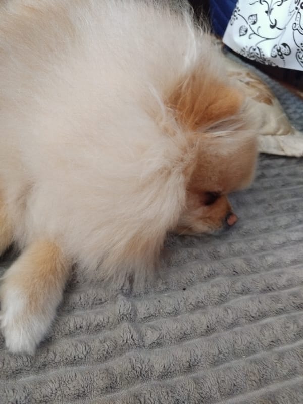 Pomeranian dog's morning routine captured in Apriltsi, Bulgaria