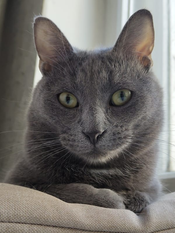 Pet portraits and nature photography session with cats and dog