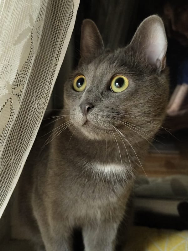 A parade of indoor cat close-ups, all eyes and whiskers