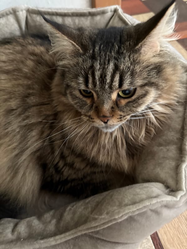 Tabby cat spotted resting in Izhevsk, Russia