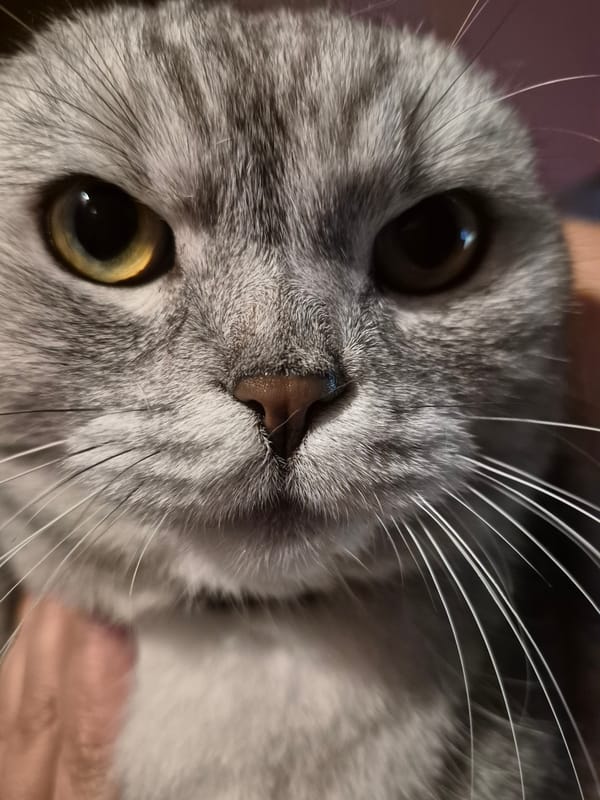 Gray tabby cat, close-up and chilling on a rug