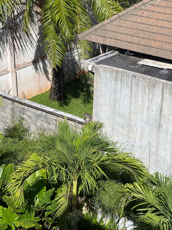 Monkeys Navigate Residential Walls in Tropical Location