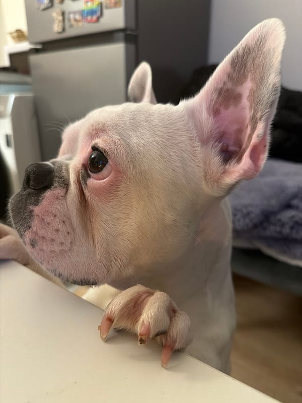 French Bulldog photographed in close-up in Sofia