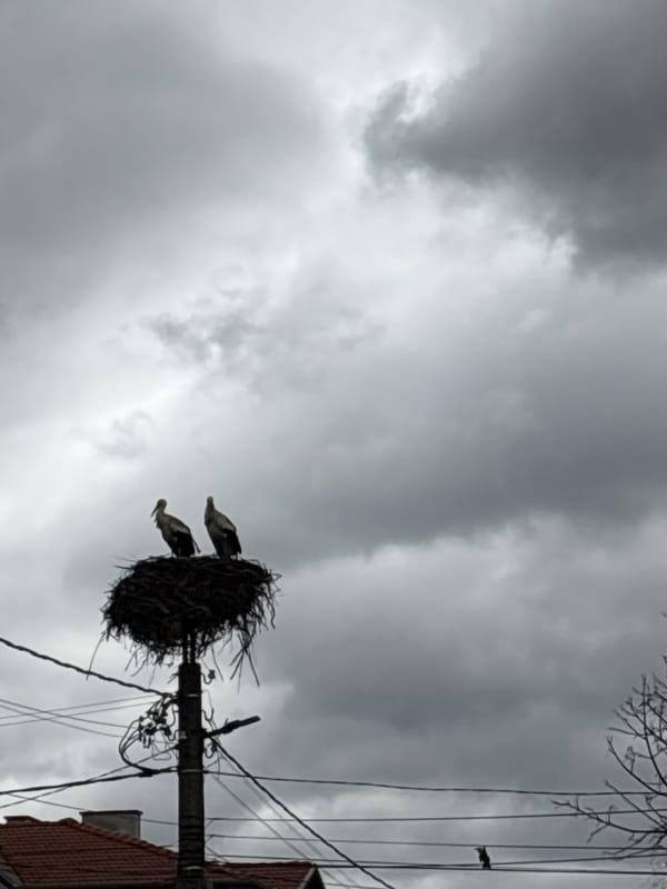 Storks nest on utility pole in Krumovgrad Bulgaria