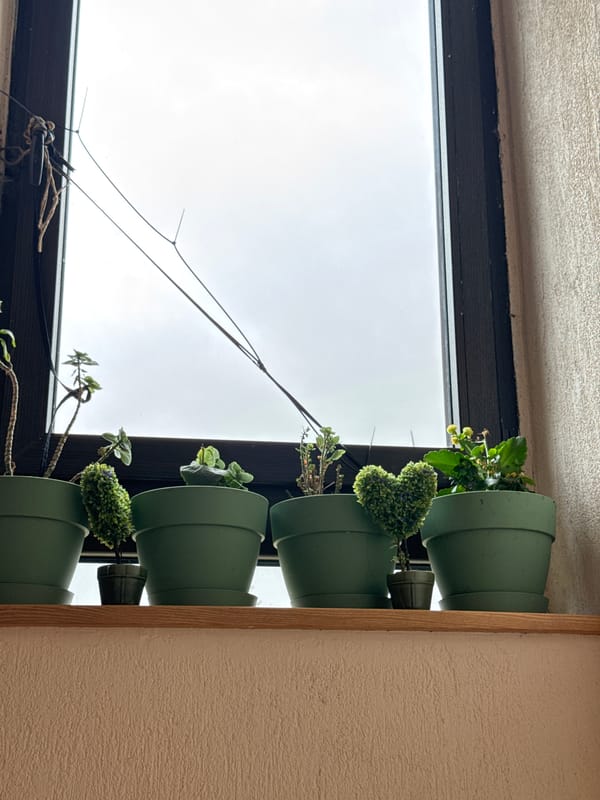 Indoor vertical garden documented in Sofia apartment window